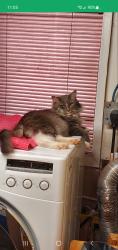 Lost Male Cat last seen 108th and 130A in backyard , Surrey, BC V3T 2J2