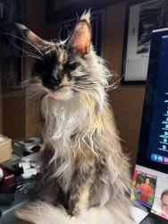 Reunited Female Cat last seen Newington Road north of Airport Road, Newington, NH 03801