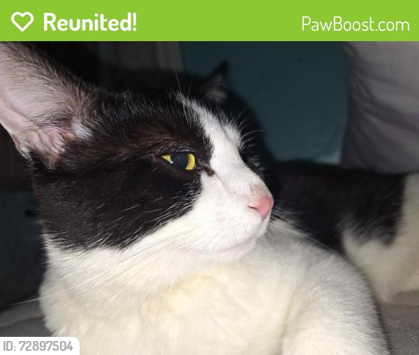 Reunited Male Cat last seen Granite alley and N Wayne st, West Chester, PA 19380