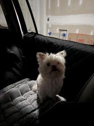 Reunited Female Dog last seen Hanover Ct, Clayton, NC 27527