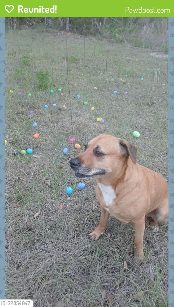 Reunited Female Dog last seen Redgate Dr  and Elkcam, Pine Ridge, FL 34433