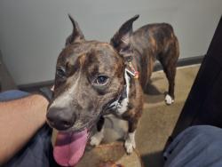 Found/Stray Male Dog last seen I40, Greensboro, NC 27405
