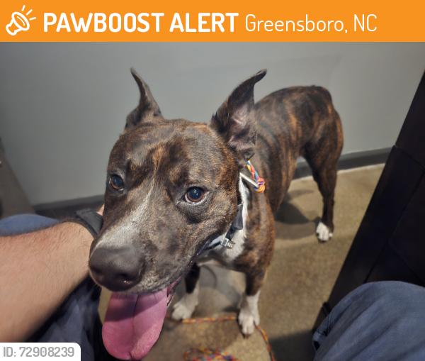 Found/Stray Male Dog last seen I40, Greensboro, NC 27405
