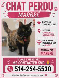 Reunited Female Cat last seen Churchill/ springfield, Longueuil, QC J4V 2M2