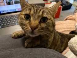 Reunited Female Cat last seen Grovelely Lane B31, Longbridge, England 