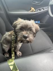 Lost Male Dog last seen Lake Worth, Lake Worth, TX 76135
