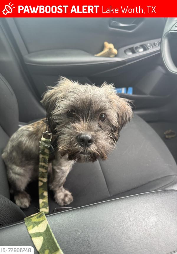 Lost Male Dog last seen Lake Worth, Lake Worth, TX 76135