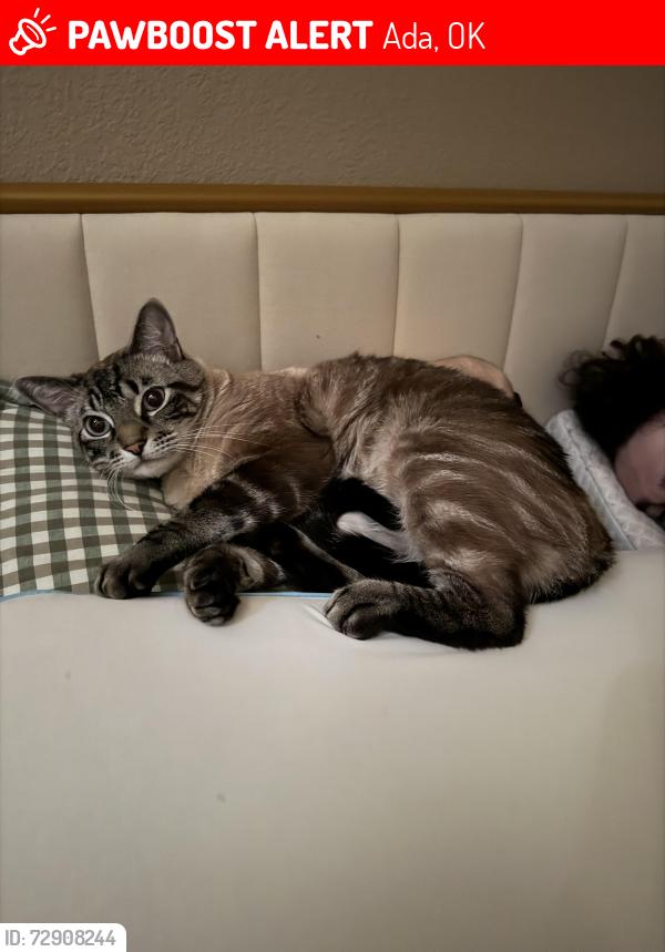 Lost Male Cat last seen Near E 8th Street, Ada, OK 74820