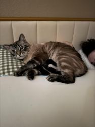Lost Male Cat last seen Near E 8th Street, Ada, OK 74820