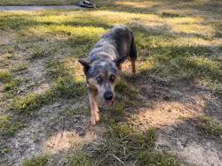 Found/Stray Unknown Dog last seen Sunny lane , Walkertown, NC 27051