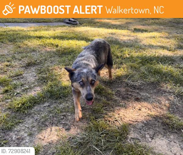Found/Stray Unknown Dog last seen Sunny lane , Walkertown, NC 27051