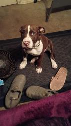 Lost Female Dog last seen 6th Ave & Mason St near Rosemont Park, Fort Worth, TX 76110