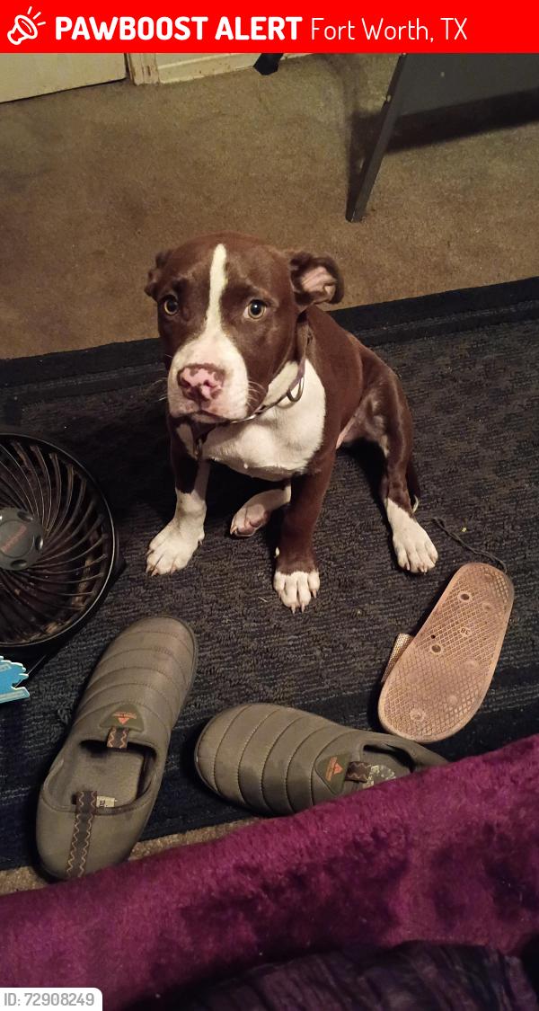 Lost Female Dog last seen 6th Ave & Mason St near Rosemont Park, Fort Worth, TX 76110