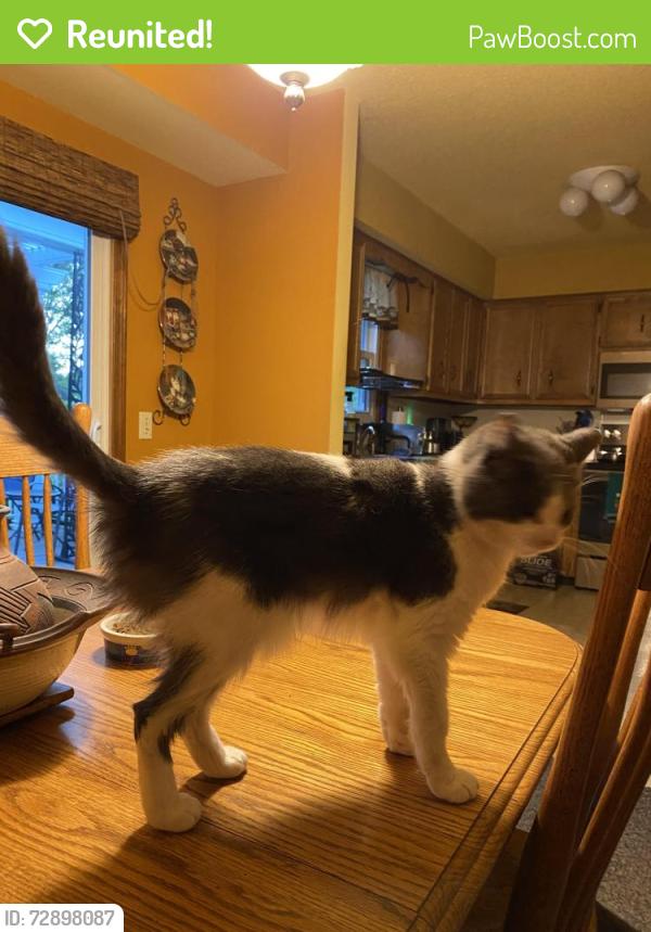 Reunited Female Cat last seen Coleman St SE west of Eastern Ave SE, Grand Rapids, MI 49548