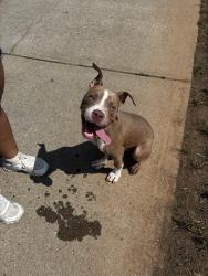 Found/Stray Male Dog last seen Walker park, Athens, GA 30601