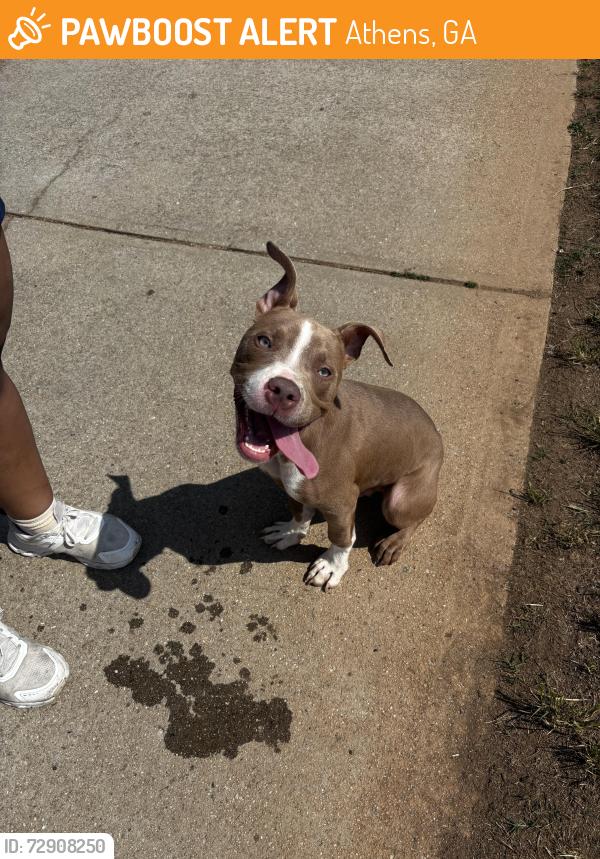 Found/Stray Male Dog last seen Walker park, Athens, GA 30601