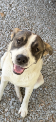 Found/Stray Male Dog last seen Hwy 71 lumber bridge nc, Lumber Bridge, NC 28357