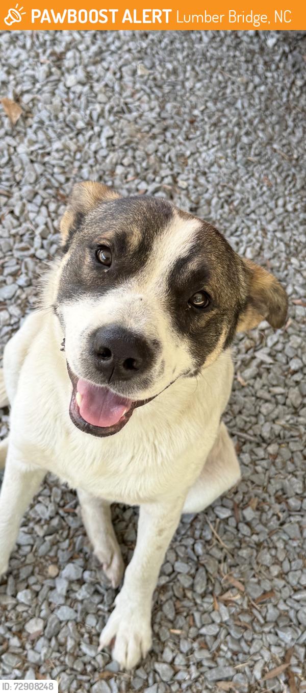Found/Stray Male Dog last seen Hwy 71 lumber bridge nc, Lumber Bridge, NC 28357