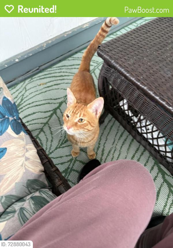 Reunited Male Cat last seen High street, Manchester, CT 06040