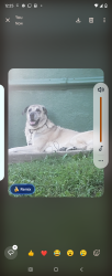 Lost Male Dog last seen Auburn , Cincinnati, OH 45219