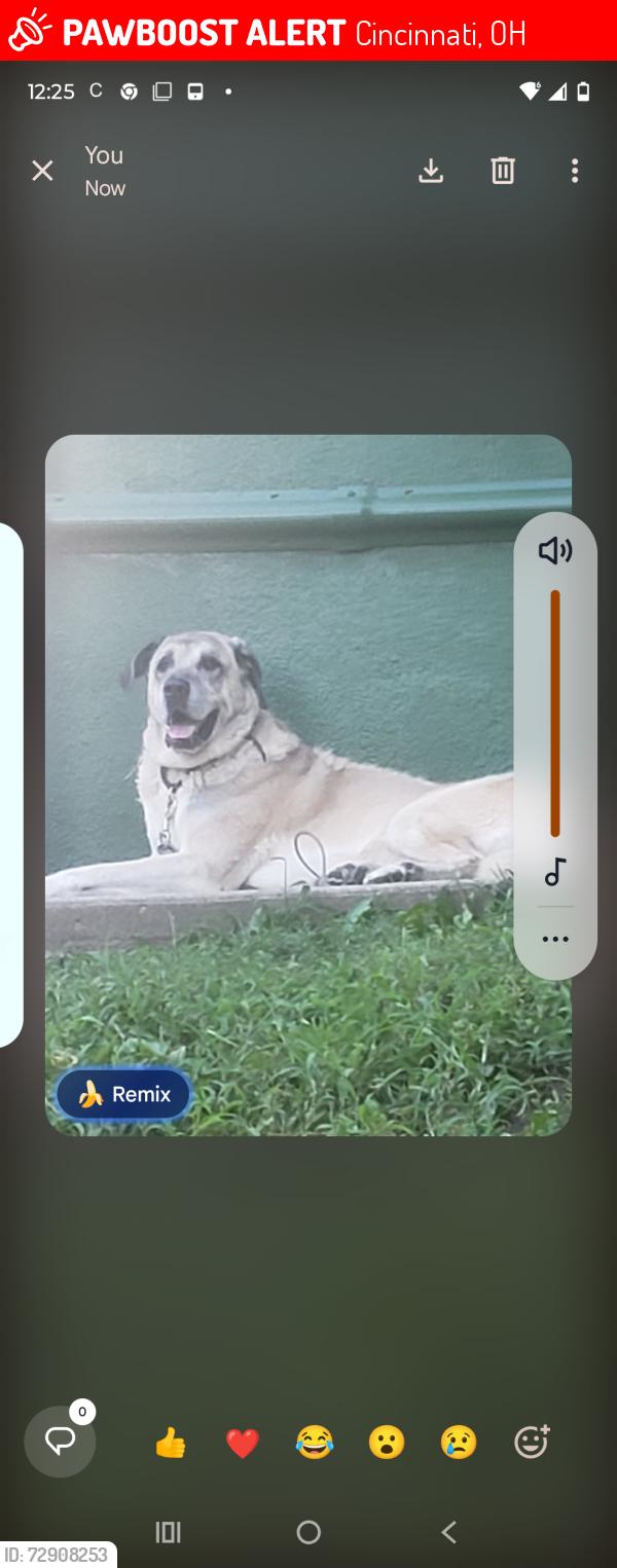 Lost Male Dog last seen Auburn , Cincinnati, OH 45219