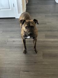 Reunited Male Dog last seen Spring Shower Circle, Kissimmee, FL 34744