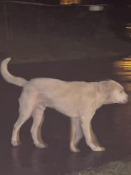 Found/Stray Unknown Dog last seen Short Ave and tips street walking toward Colesium , Seguin, TX 78155