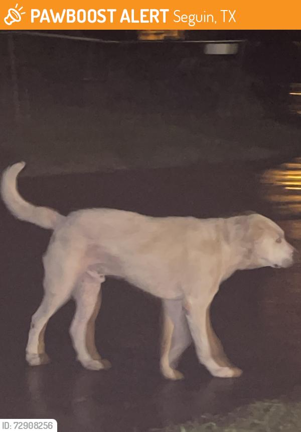 Found/Stray Unknown Dog last seen Short Ave and tips street walking toward Colesium , Seguin, TX 78155