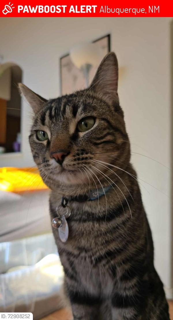 Lost Male Cat last seen Universe and Paseo del Norte, Albuquerque, NM 87114