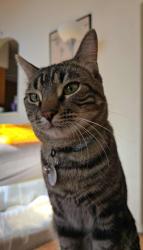 Lost Male Cat last seen Universe and Paseo del Norte, Albuquerque, NM 87114
