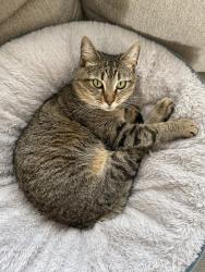 Lost Female Cat last seen Near lone oak/cherokee elementary area, Johnson City, TN 37604