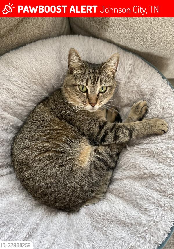 Lost Female Cat last seen Near lone oak/cherokee elementary area, Johnson City, TN 37604