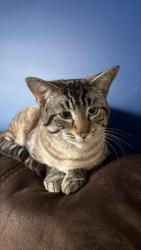 Lost Male Cat last seen Conway Bellamy Avenue , Conway, SC 29526
