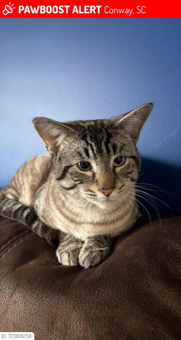Lost Male Cat last seen Conway Bellamy Avenue , Conway, SC 29526