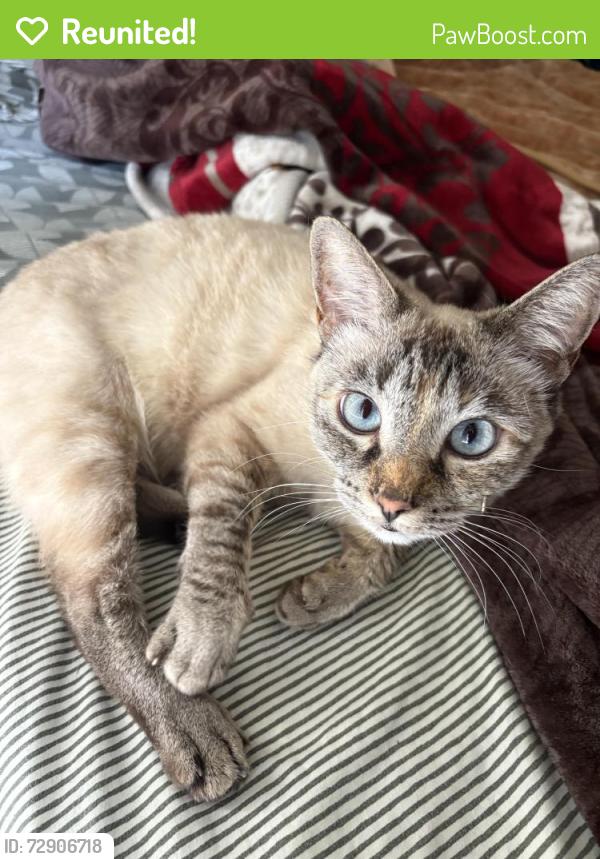 Reunited Female Cat last seen Broadway and Anaheim blvd , Anaheim, CA 92805