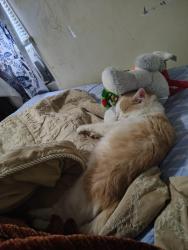 Reunited Male Cat last seen Country valley trailer park, Claremont, NC 28610