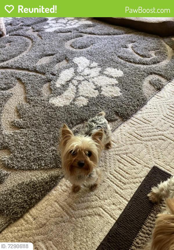 Reunited Female Dog last seen 12th street , Kalamazoo, MI 49009
