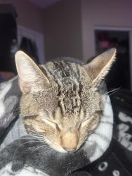 Reunited Male Cat last seen Summerwind, Palmdale, CA 93551
