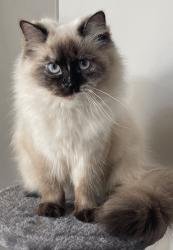 Reunited Female Cat last seen Radcliffe/Gatwick, Windsor, ON N8P 0A1