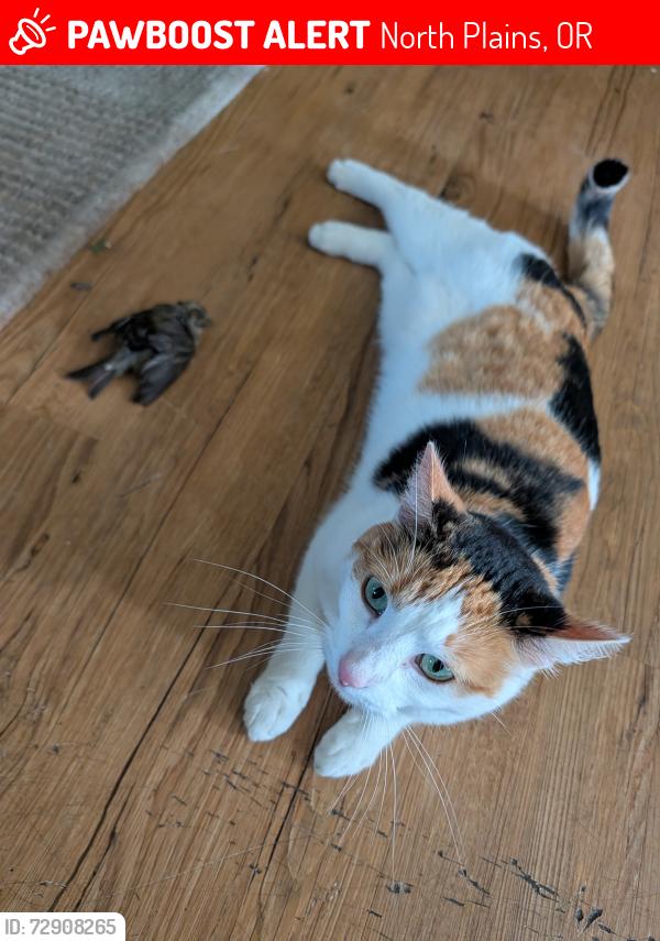 Lost Female Cat last seen NW Wascoe St and 313th St, North Plains, OR 97133