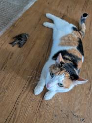 Lost Female Cat last seen NW Wascoe St and 313th St, North Plains, OR 97133