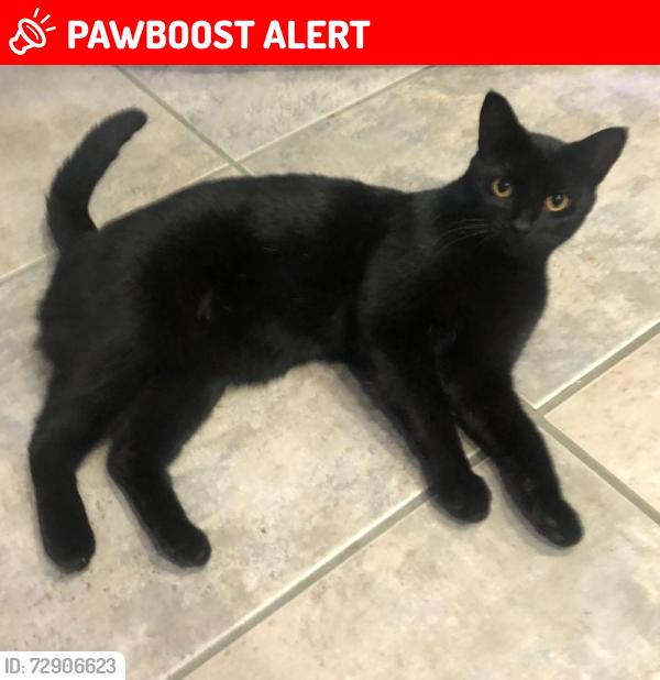 Lost Female Cat last seen Bolsa St, Huntington Beach, CA 92647