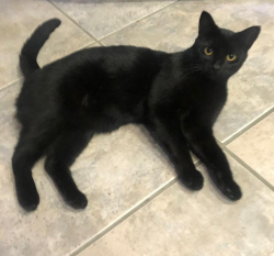 Lost Female Cat last seen Bolsa St, Huntington Beach, CA 92647