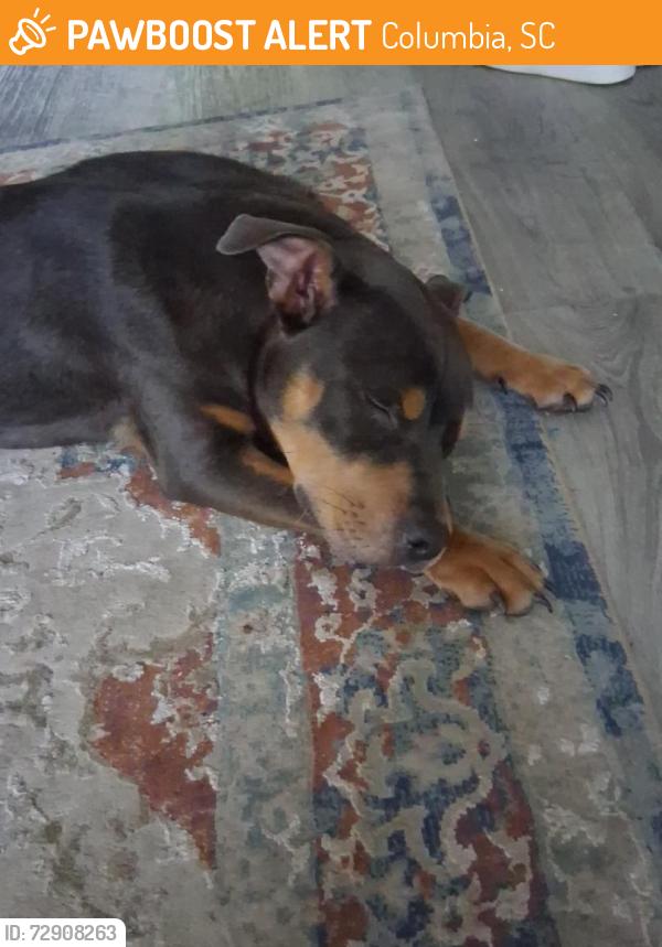 Found/Stray Female Dog last seen In this area someone brought her to me but I cant keep her any longer d, Columbia, SC 29210