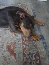 Found/Stray Female Dog last seen In this area someone brought her to me but I cant keep her any longer d, Columbia, SC 29210