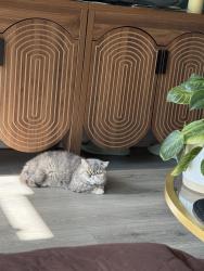 Reunited Female Cat last seen Between Wharton Street and Reed Street on Reed Street in Point Breeze , Philadelphia, PA 19146