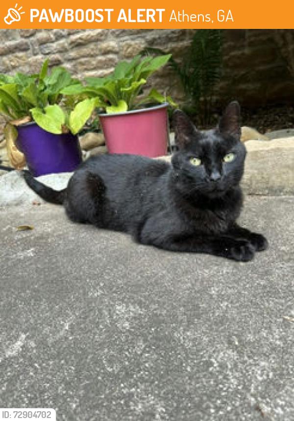 Rehomed Unknown Cat last seen Tanglebrook Drive, Athens, GA 30606, USA, Athens, GA 30606