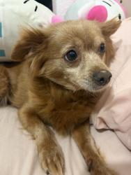 Reunited Female Dog last seen n blake st, possibly couldve been seen at w prairie st, Olathe, KS 66061