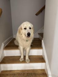 Reunited Female Dog last seen North rd, Chester Township, NJ 07930
