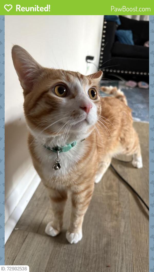 Reunited Male Cat last seen Chamberlain Ave and Cumberland Ave , Paterson, NJ 07502